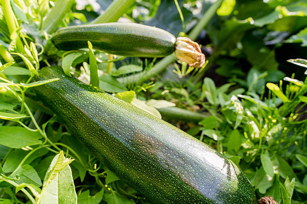 istock Fresh zucchini growing on organic farm soil, close-up vegetable cultivation 2247798511