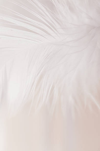 istock Macro Shot of Soft White Feathers 2247799237