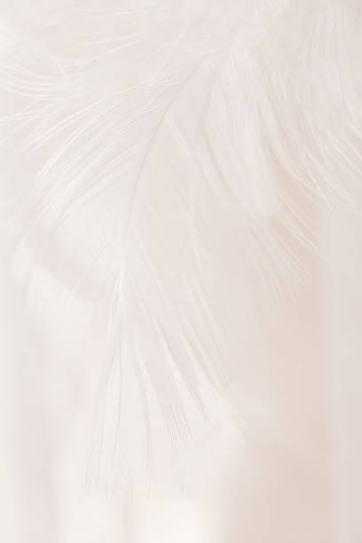 istock Close-Up of White Feather Texture 2247799239