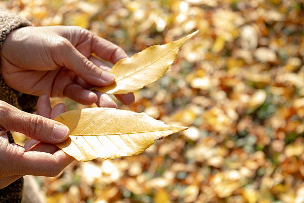 Person holding two yellow autumn leaves in hands with blurred fall foliage on ground