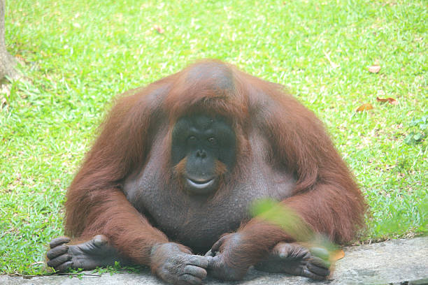 istock Close-Up Sitting Orangutan on Grass  Wildlife Primate Photography 2247802329