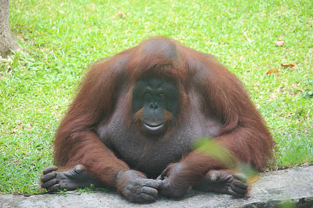 istock Close-Up Sitting Orangutan on Grass  Wildlife Primate Photography 2247802330