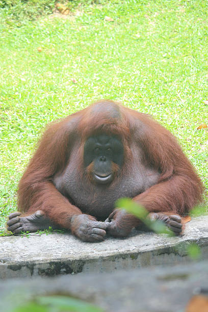 istock Sitting Orangutan on Grass  Close-Up Wildlife Primate Photography 2247802332