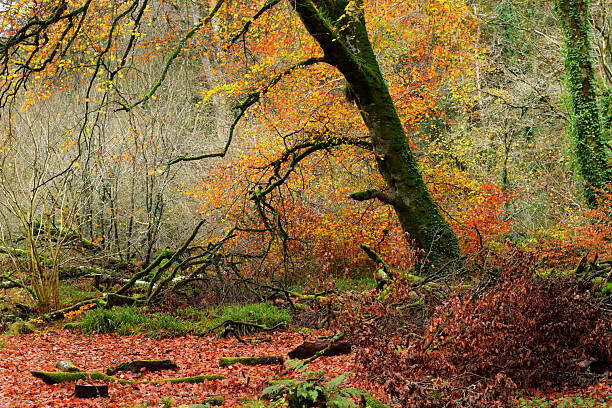 A beech tree in Autumn colours with fallen branches in the foreground on a bleak afternoon