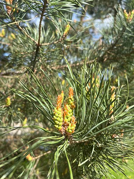 istock Young pine cones growing on a branch in spring sunlight 2247802599