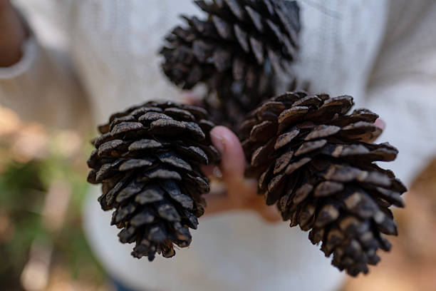pine cones (cones or strobili) these contain the seeds of pine trees