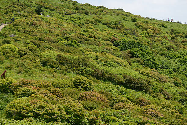Upscaled with Gigapixel v1.0.2. 7360x4912 => 11040x7368 (1.5x) Model: Standard V2, denoise: 0.2550379915841896, sharpen: 0.02227334369269174, decompression: 0.13035123923152453