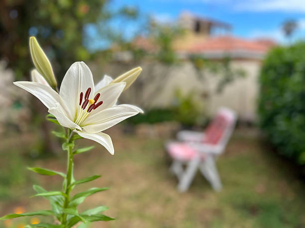 Lily flower and garden background
