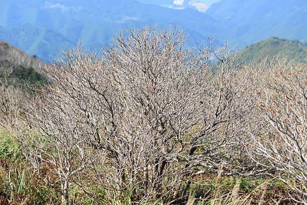 Upscaled with Gigapixel v1.0.2. 5520x3680 => 8280x5520 (1.5x) Model: Standard V2, denoise: 0.14278828936899488, sharpen: 0.04109660972204965, decompression: 0.5036594209942199