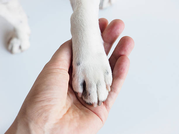 istock Dog's paws and human hands. View from above 2247805082