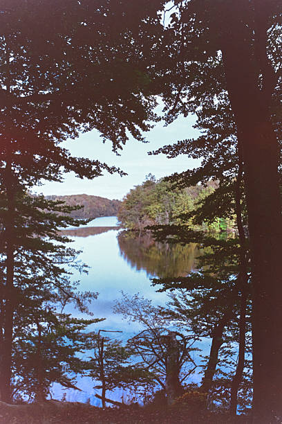 Lake view view through the opening in the trees in the forest.