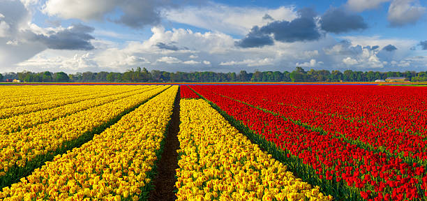 istock Red Yellow Tulip Fields in The Netherlands under a Fluffy Clouded Sky 2247811884