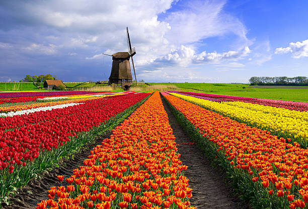 Colourful Tulips and Windmill in The Netherlands