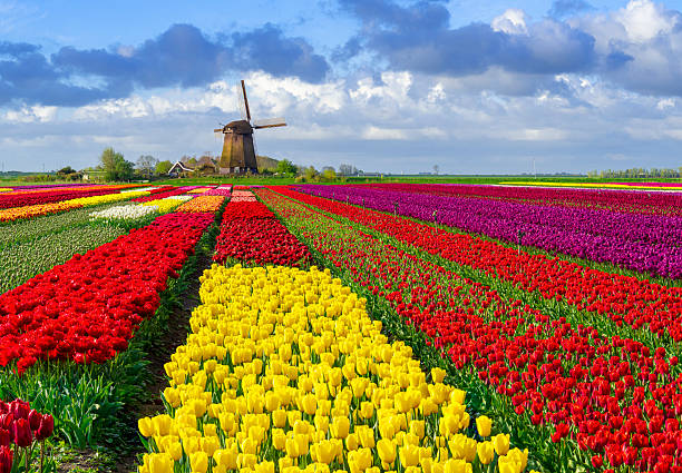 istock Colourful Tulips and Windmill in The Netherlands 2247811909