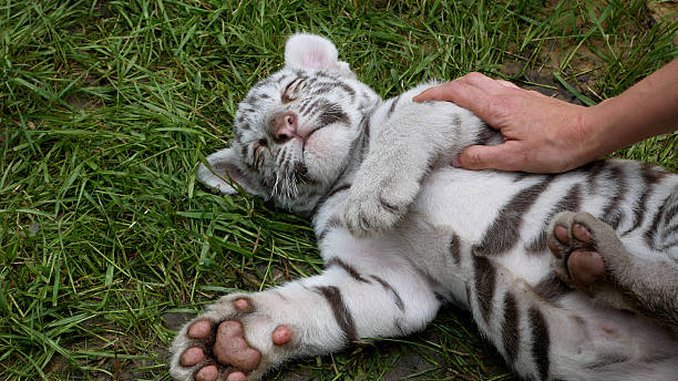 istock A woman's hand strokes and caresses a small white Bengal tiger cub. 2247812682