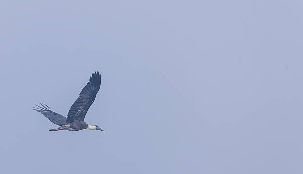 istock Woolly-necked stork 2247813375