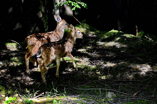 Sitka black-tailed deer fawn on Haida Gwaii, British Columbia, Canada.