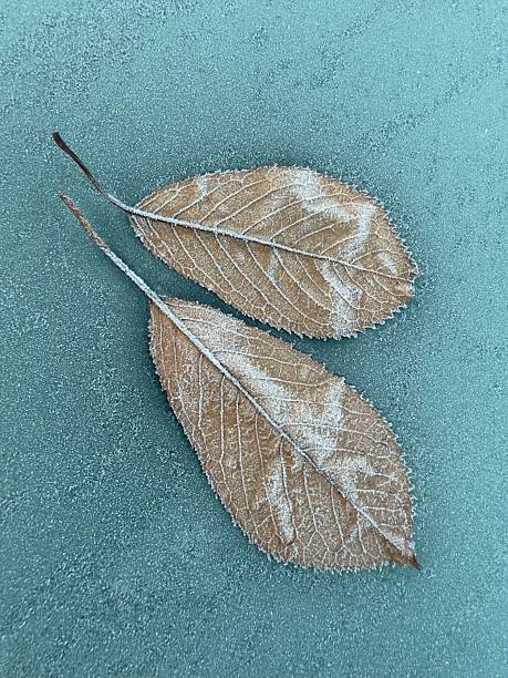 istock Frosty Leaves On A Windscreen, Northamptonshire, England 2247814779