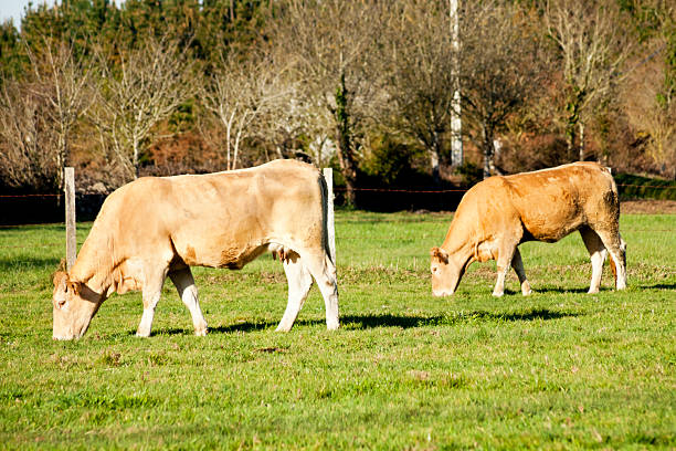 09 september 2022, Cattenom, Moselle, Lorraine, Grand Est, France. At the end of summer, a cow of the \