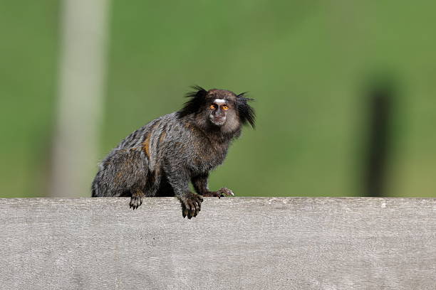 The black-tufted marmoset (Callithrix penicillata) is a species of New World monkey that lives primarily in the Neotropical gallery forests of the Brazil