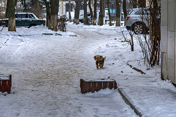 istock A dog walking down a snowy path between two wooden barriers 2247818009