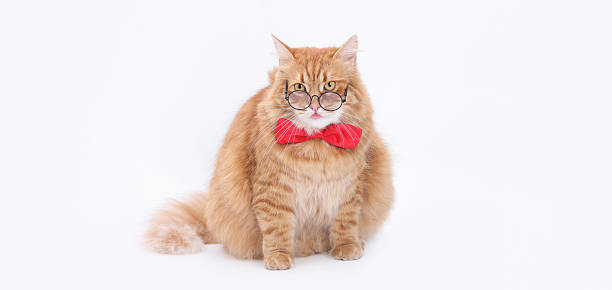 istock Fluffy Ginger Cat in Glasses and Red Bow Tie on White Background 2247818244