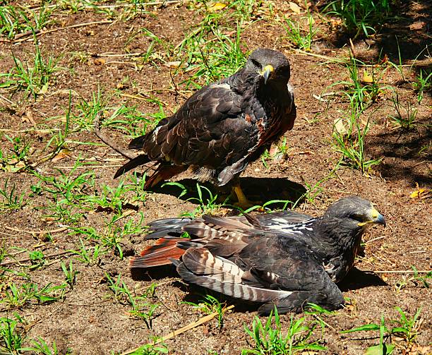 istock Two jackal buzzard, Buteo rufofuscus, sitting on the ground in the warm sun 2247820862