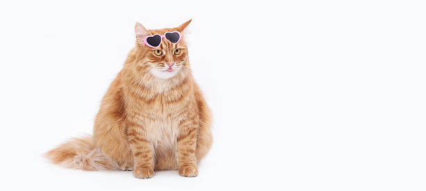 istock Ginger Cat in Heart-Shaped Sunglasses on White Background 2247821103