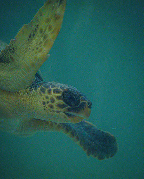 istock Loggerhead Sea Turtle Swimming in Turquoise Water Close-up 2247821855