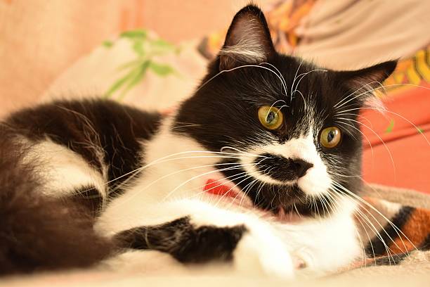 Adorable black and white cat with bright yellow eyes and red collar resting on soft blanket at home, concept of cute domestic pet, comfort and cozy home lifestyle.
