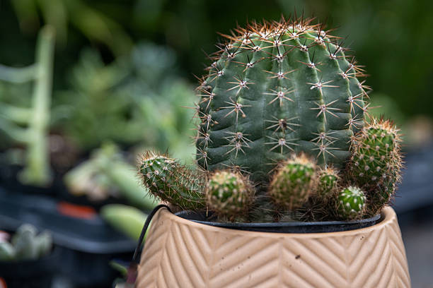 Small cactus or cacti plant for a house warming gift