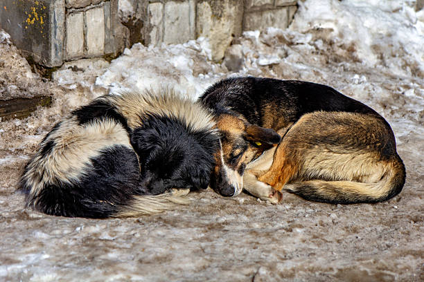 istock Two dogs sleeping on the ground in the snow 2247825442