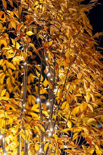 istock Winter Street Trees Illuminated with Christmas Lights 2247828056