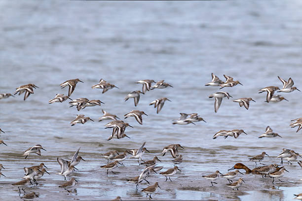 istock Group of Dunlins in flight over the sea. 2247828804