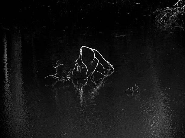 Black and white image of a tree roots reflected in a lake in the forest