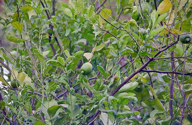 Lemon tree