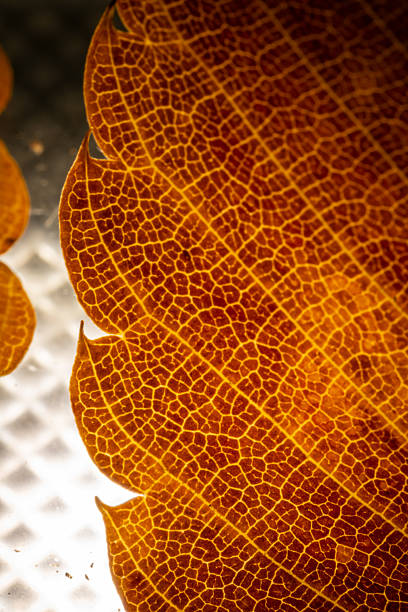 Warm Light Illuminating Autumn Veins