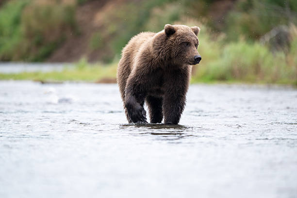 istock Alaskan brown bear standing in Brooks River 2247829054