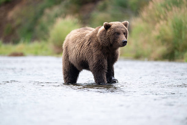 istock Alaskan brown bear standing in Brooks River 2247829064