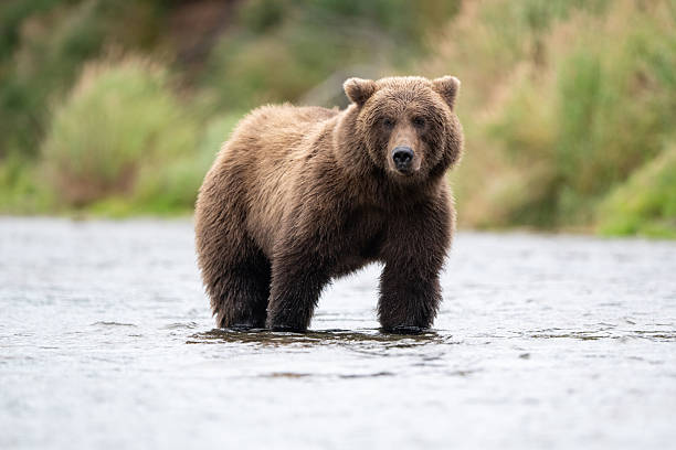 istock Alaskan brown bear standing in Brooks River 2247829065