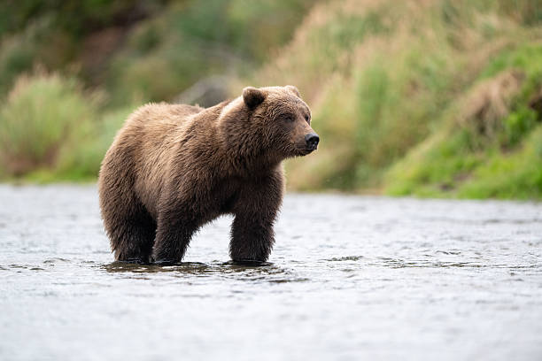 istock Alaskan brown bear standing in Brooks River 2247829066