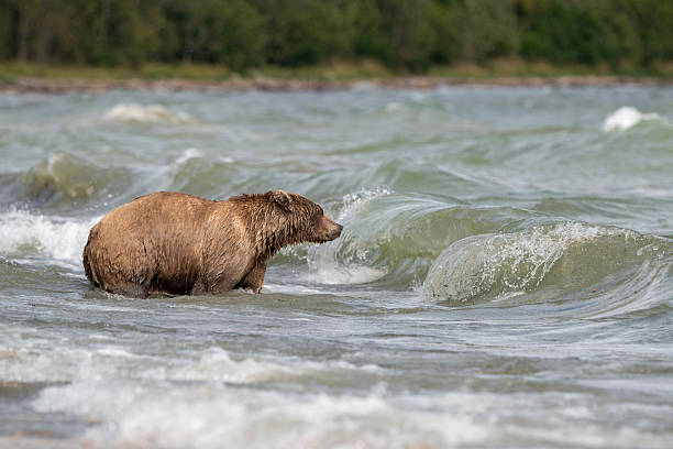 istock Alaskan brown bear searching for salmon in Naknek Creek. 2247829073