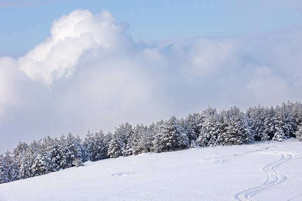The upper sky is covered with clouds, pine trees stand in the middle, and at the bottom tire tracks stretch across the snow