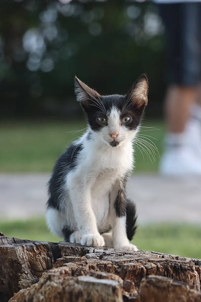 A charming vertical portrait of a small, wide-eyed black and white kitten sitting on the rough texture of a tree stump or log. The kitten is predominantly white with black patches on its head, back, and tail, giving it a playful, slightly worried expression. The background is a soft, light bokeh with hints of green and human figures, emphasizing the kitten's small size and vulnerable nature. This image is ideal for themes of childhood, vulnerability, cuteness, pets, and outdoor animal life.