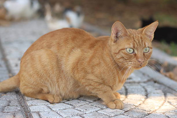 A slightly different composition of the same ginger (orange) tabby cat, resting calmly on a textured paved surface. This horizontal shot captures the cat's intense, focused gaze with its bright green eyes. The background is a soft, blurred scene of trees and shade, creating a relaxed, natural environment. The image emphasizes the cat's strong form and beautiful orange-striped coat.