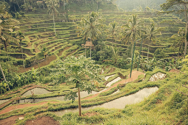 Ceking Rice Terrace (Tegalalang Rice Terrace) at sunrise after the rain, Ubud, Bali, Indonesia.