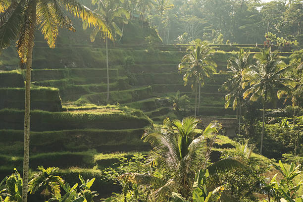 Ceking Rice Terrace (Tegalalang Rice Terrace) at sunrise after the rain, Ubud, Bali, Indonesia.