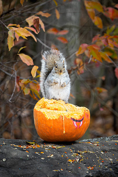 istock Eastern Gray Squirrel Eating Pumpkin Seeds, Autumn Fall Forest Wildlife Scene 2247834640
