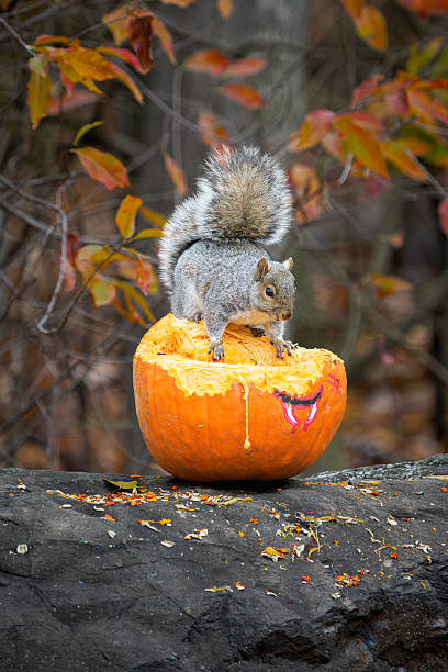 istock Eastern Gray Squirrel Eating Pumpkin Seeds, Autumn Fall Forest Wildlife Scene 2247834641
