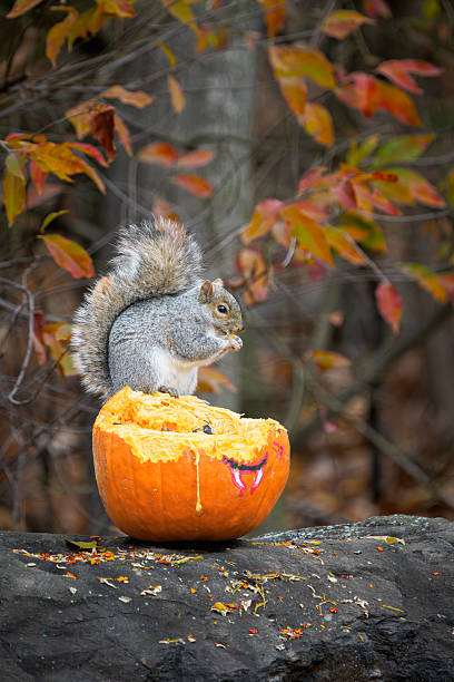 istock Eastern Gray Squirrel Eating Pumpkin Seeds, Autumn Fall Forest Wildlife Scene 2247834642